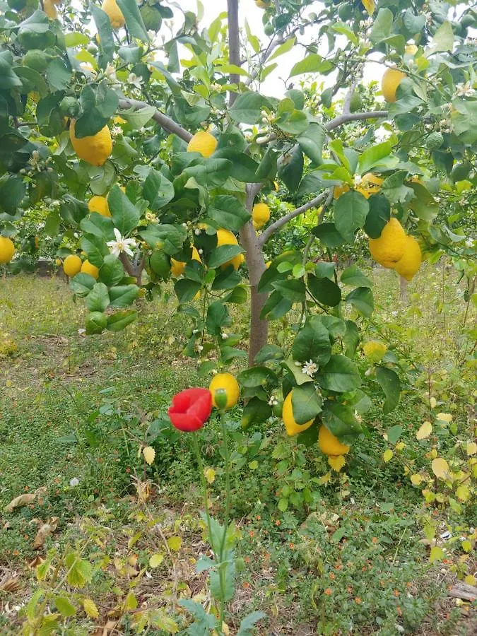 Agriturismo Ca Du Bega Arma di Taggia Appartamento